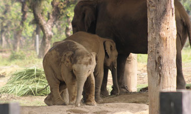 Elephant Breeding Center Visit