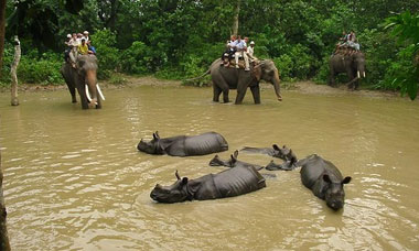 Elephant back safari: